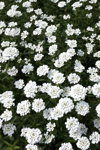 Purity Evergreen Candytuft